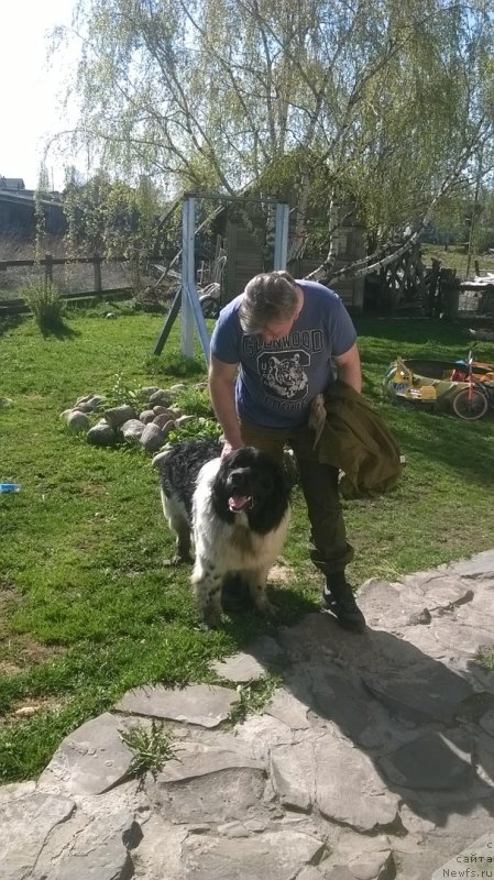 Фото: ньюфаундленд Елисей от Карельский Медведей