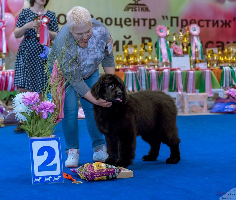 Фото: ньюфаундленд Габриэлла Да Силва