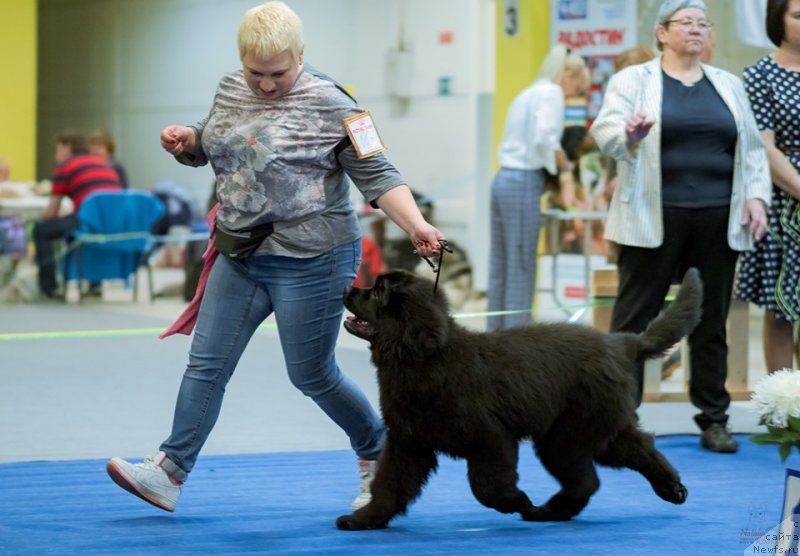 Фото: ньюфаундленд Габриэлла Да Силва