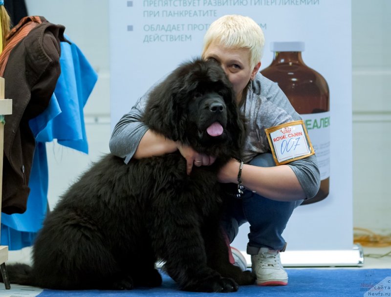 Фото: ньюфаундленд Габриэлла Да Силва