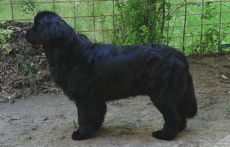 Фото: ньюфаундленд Парки из Антаграда (Parki is Antagrada)