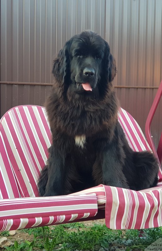 Фото: ньюфаундленд Лаской Согревающая Лаика (Laskoy Sogrevayuschaya Laika)