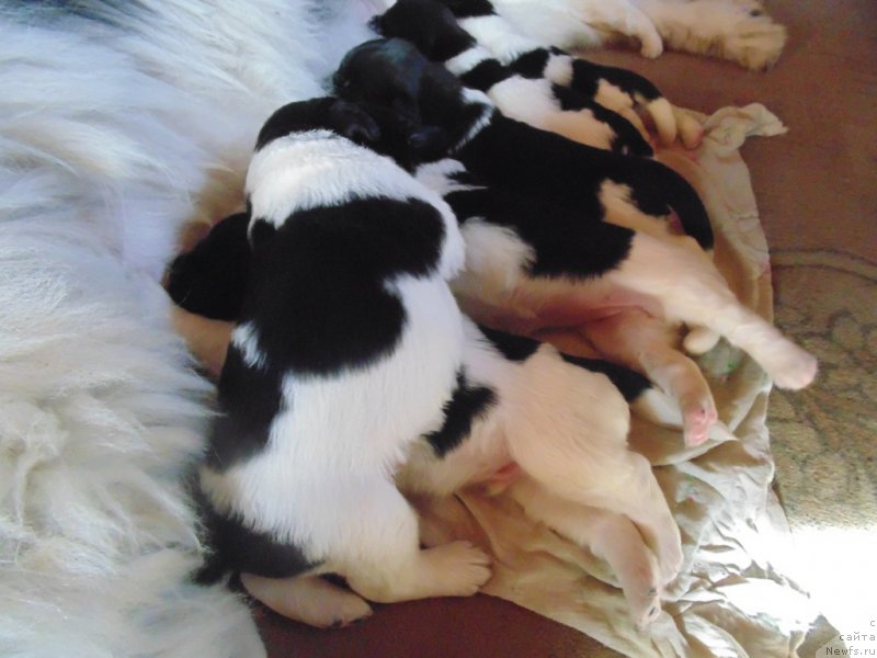 Фото: ньюфаундленд Супер Бизон Мелодия