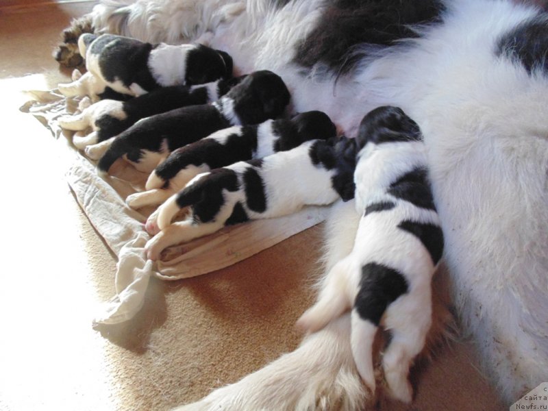 Фото: ньюфаундленд Супер Бизон Мелодия