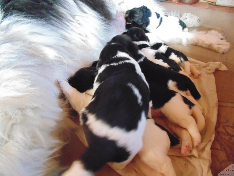 Фото: ньюфаундленд Супер Бизон Мелодия