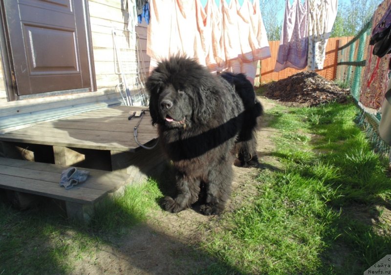 Фото: ньюфаундленд Нао Дель Трато Джонни Деп