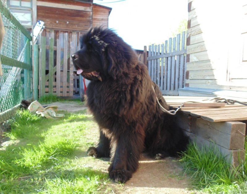 Фото: ньюфаундленд Нао Дель Трато Джонни Деп