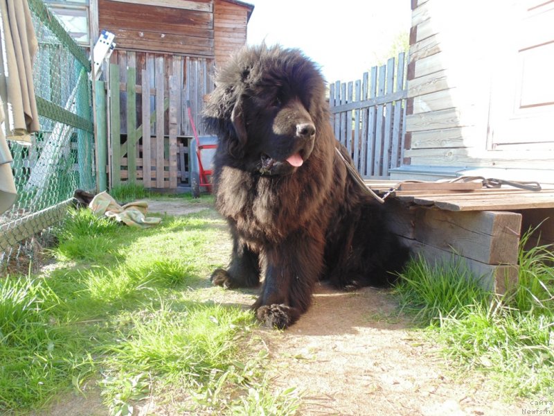 Фото: ньюфаундленд Нао Дель Трато Джонни Деп