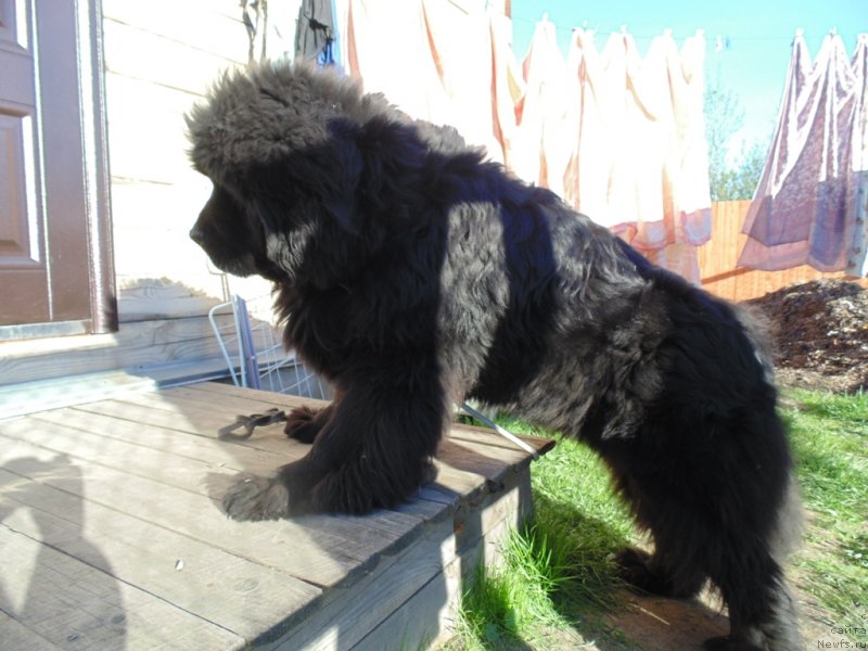 Фото: ньюфаундленд Нао Дель Трато Джонни Деп