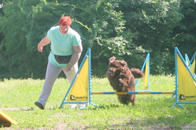 Фото: ньюфаундленд Альфа Дар Окса Верка Сердючка, ньюфаундленд Альфа Дар Окса Верка Сердючка