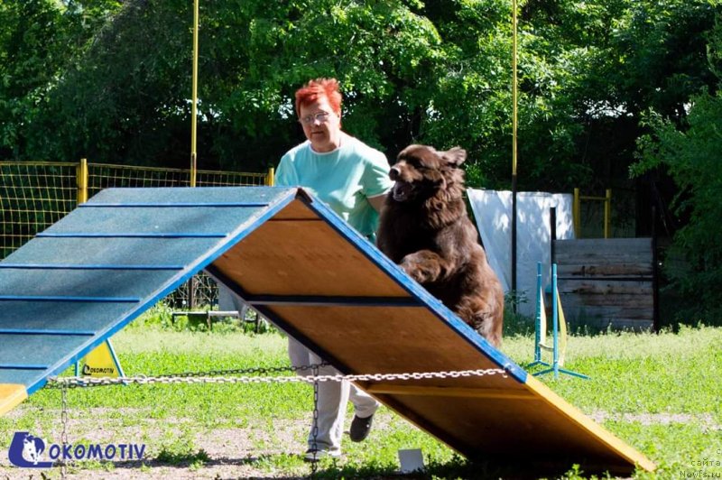 Фото: ньюфаундленд Альфа Дар Окса Верка Сердючка