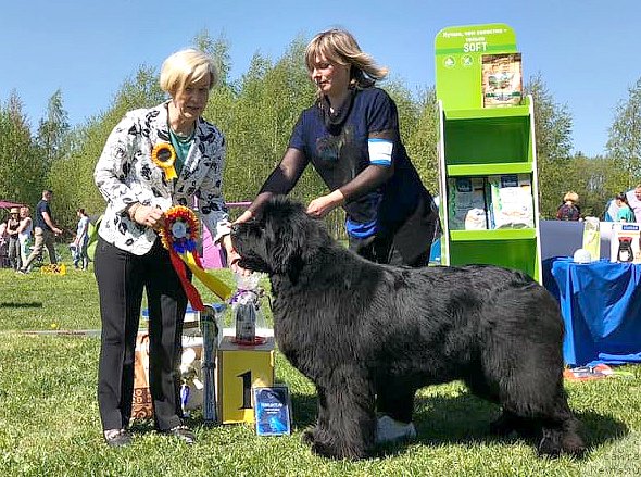 Фото: ньюфаундленд Смигар Агдай Виртус (Smigar Agday Virtus)