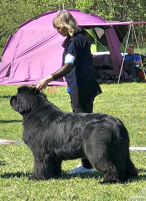 Фото: ньюфаундленд Смигар Агдай Виртус (Smigar Agday Virtus)