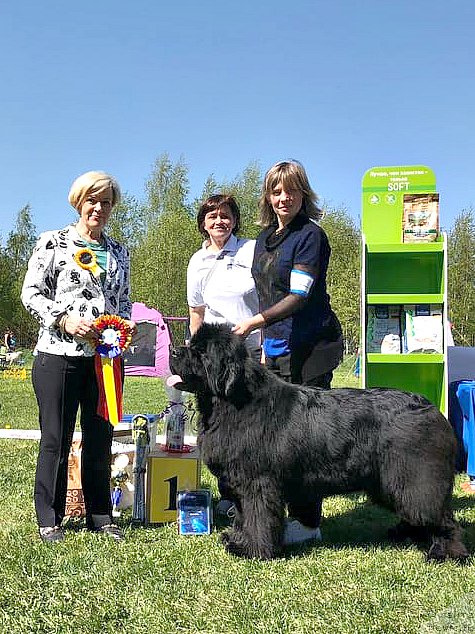 Фото: ньюфаундленд Смигар Агдай Виртус (Smigar Agday Virtus)