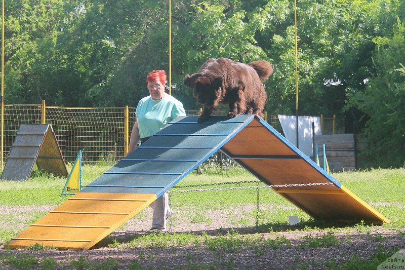 Фото: ньюфаундленд Альфа Дар Окса Верка Сердючка, ньюфаундленд Альфа Дар Окса Верка Сердючка