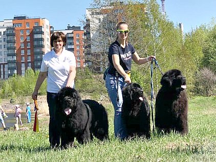 Фото: ньюфаундленд Смигар Агдай Виртус (Smigar Agday Virtus), Ольга Грошева, ньюфаундленд Смигар Глен Эллен (Smigar Glen Ellen), Ксения Дудина, ньюфаундленд Смигар Гордон-Феллоу (Smigar Gordon Fellow)