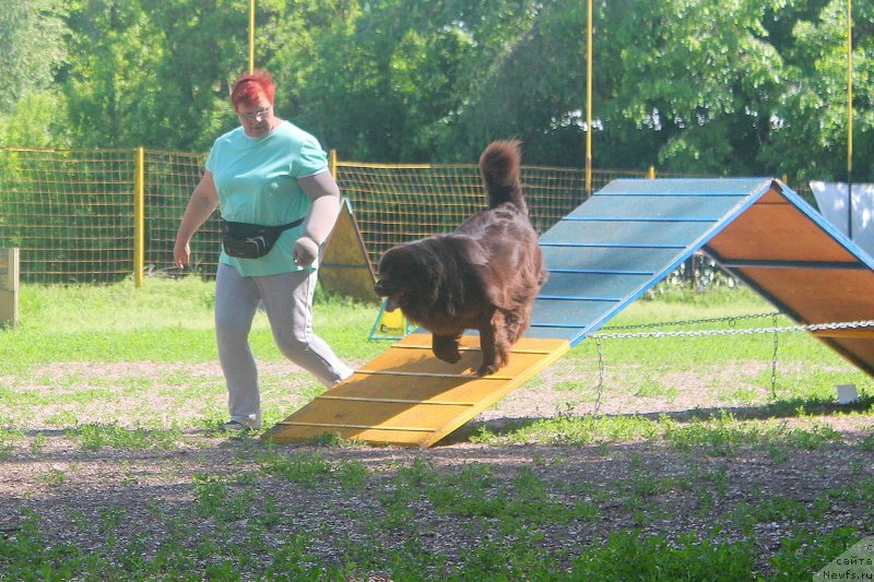 Фото: ньюфаундленд Альфа Дар Окса Верка Сердючка
