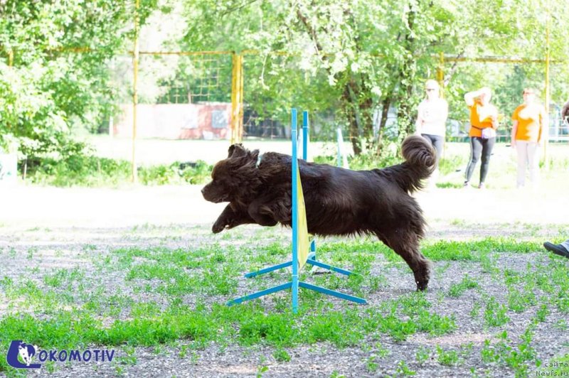 Фото: ньюфаундленд Альфа Дар Окса Верка Сердючка