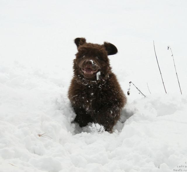 Фото: ньюфаундленд Лесная Сказка Колдовской Роман