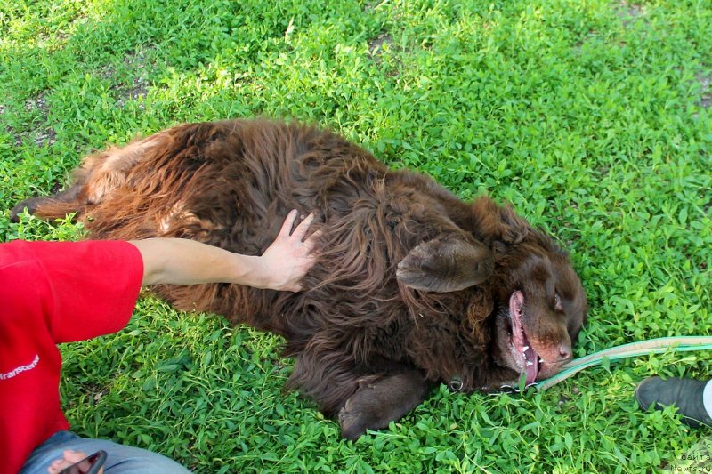 Фото: ньюфаундленд Альфа Дар Окса Верка Сердючка