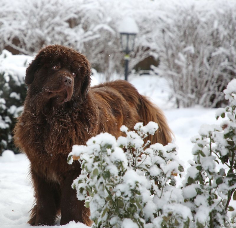 Фото: ньюфаундленд Даркфлайт Кавикьолли фо Дом Прозоровских (Darkflight Kavikolli for Dom Prozorovskikh)