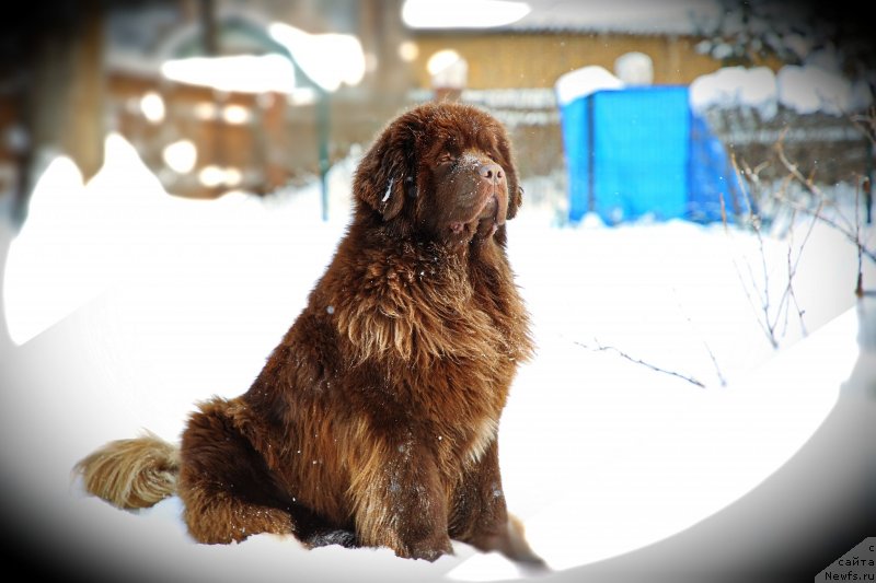 Фото: ньюфаундленд Даркфлайт Кавикьолли фо Дом Прозоровских (Darkflight Kavikolli for Dom Prozorovskikh)