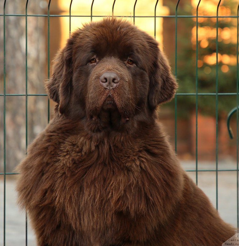 Фото: ньюфаундленд Даркфлайт Кавикьолли фо Дом Прозоровских (Darkflight Kavikolli for Dom Prozorovskikh)