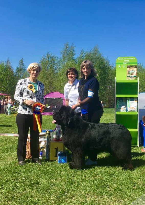 Фото: ньюфаундленд Смигар Агдай Виртус (Smigar Agday Virtus)