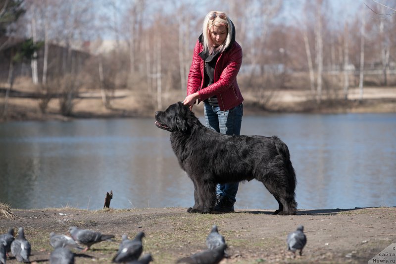 Фото: ньюфаундленд Сент Джонс Чеерфул Колорс оф Лайф (Sent Djons Cheerful Kolors of Life)