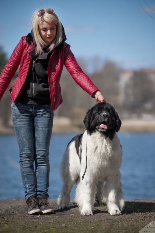 Фото: ньюфаундленд Блестящая Онега от Карельских Медведей