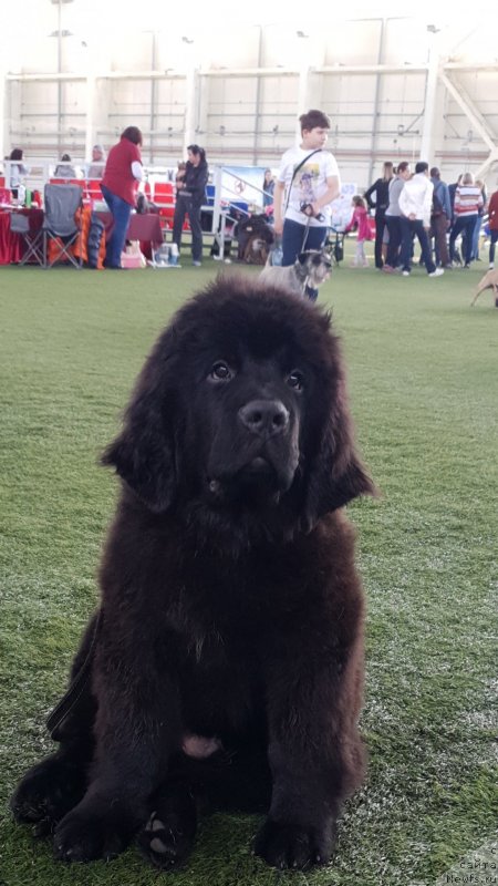 Фото: ньюфаундленд Вятский Медведь Шедевр