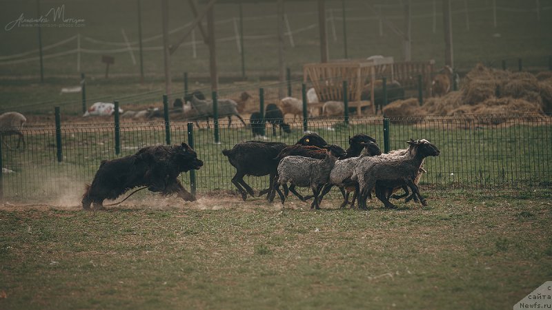 Фотография № 242804