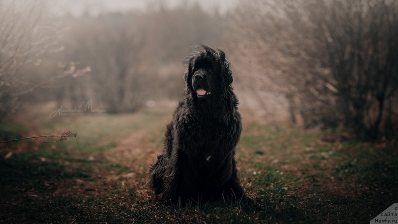 Фотография № 242805