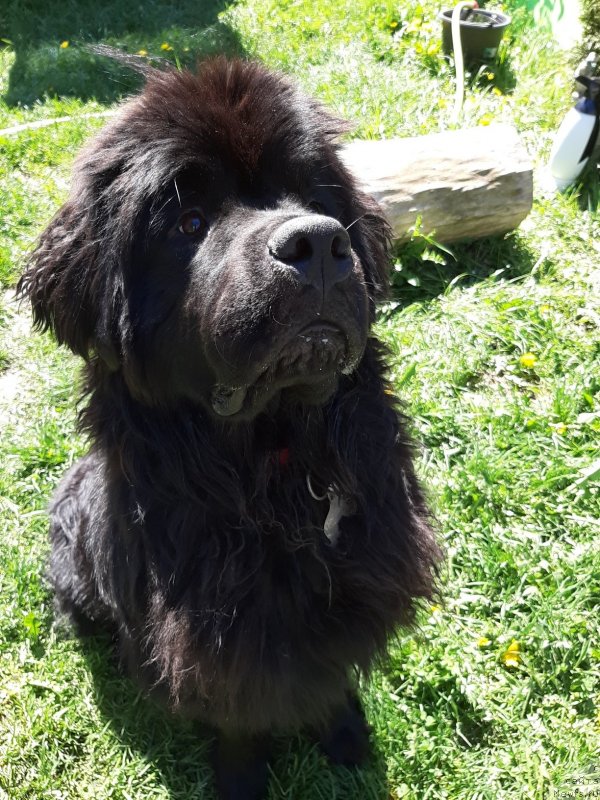 Фото: ньюфаундленд Риччи с Берега Дона (Richchi s Berega Dona)