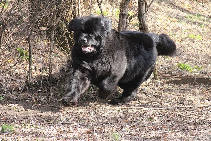 Фото: ньюфаундленд Лаура с Берега Дона (Laura s Berega Dona)
