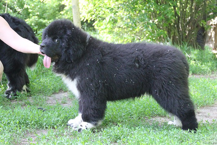 Фото: ньюфаундленд Ферлакур с Берега Дона (Ferlakur s Berega Dona)