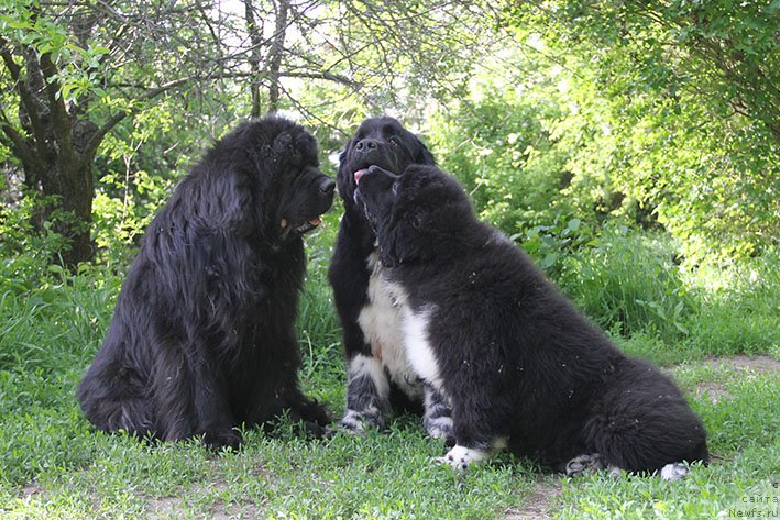 Фото: ньюфаундленд Гренадер с Берега Дона (Grenader s Berega Dona), ньюфаундленд Байка с Берега Дона (Bayka s Berega Dona), ньюфаундленд Ферлакур с Берега Дона (Ferlakur s Berega Dona)