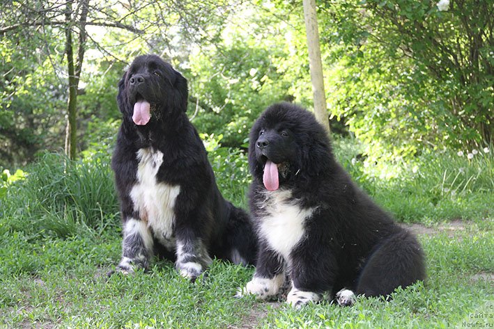 Фото: ньюфаундленд Байка с Берега Дона (Bayka s Berega Dona), ньюфаундленд Ферлакур с Берега Дона (Ferlakur s Berega Dona)