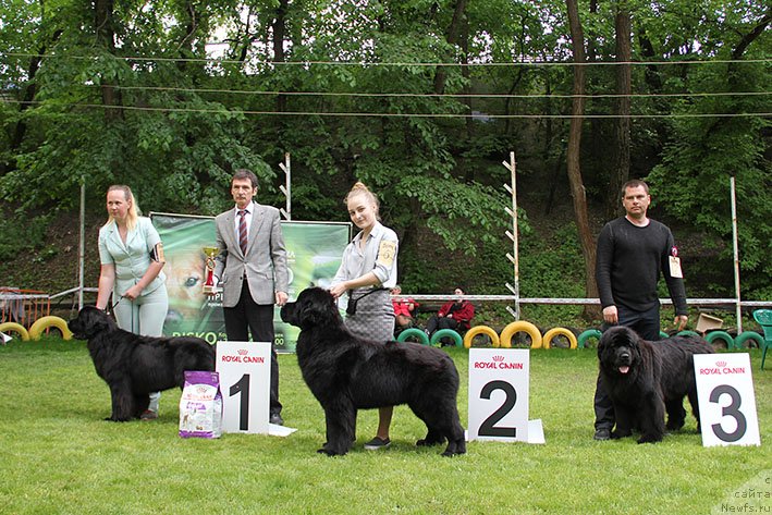 Фото: ньюфаундленд Май Френд Ньюфи Лавендэ Палм (May Frend Newfy Lavender Palm), ньюфаундленд Орешка с Берега Дона, ньюфаундленд Зимняя Вишня с Берега Дона (Zimnyaya Vishnya s Berega Dona)