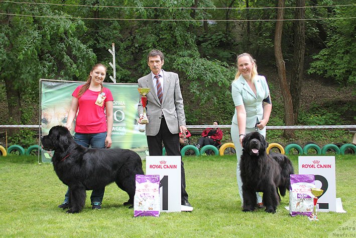 Фото: ньюфаундленд Черный Чанк с Берега Дона (Chernyj Chank s Berega Dona), ньюфаундленд Май Френд Ньюфи Лавендэ Палм (May Frend Newfy Lavender Palm)