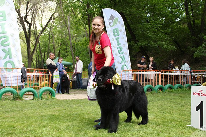 Фото: ньюфаундленд Черный Чанк с Берега Дона (Chernyj Chank s Berega Dona)