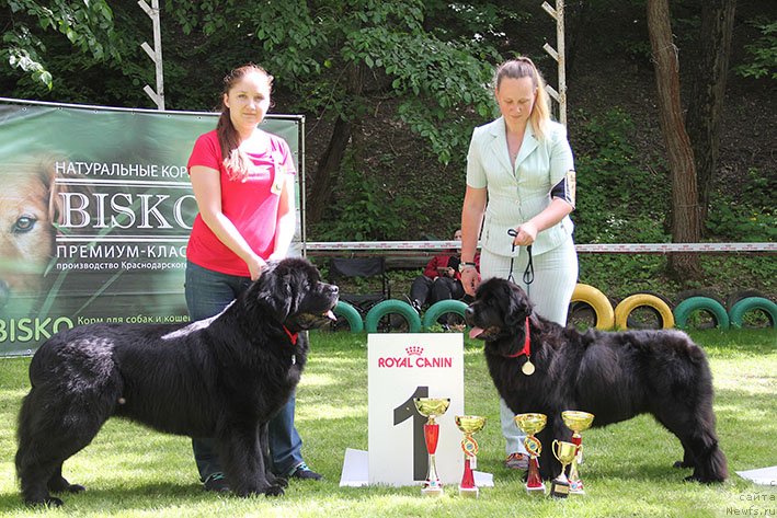 Фото: ньюфаундленд Черный Чанк с Берега Дона (Chernyj Chank s Berega Dona), ньюфаундленд Май Френд Ньюфи Лавендэ Палм (May Frend Newfy Lavender Palm)