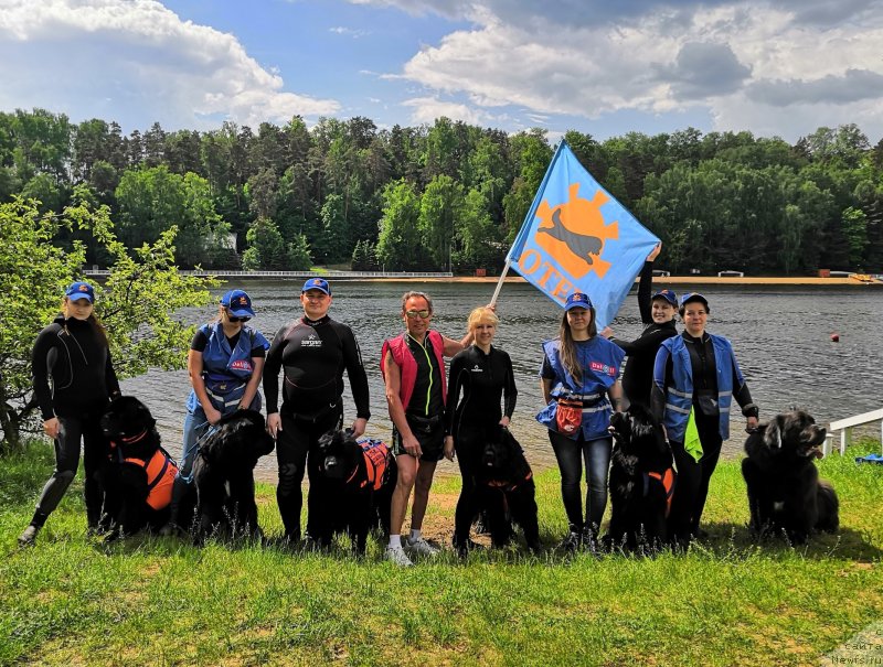 Фото: ньюфаундленд Черный Чанк с Берега Дона (Chernyj Chank s Berega Dona), ньюфаундленд Сент Джонс Ларель Леоланда (Sent Djons Larel Leolanda), ньюфаундленд My Frend Newfy' Abigail Miss Churchill, ньюфаундленд Ньюфорт Аманда Блум (Njufort Amanda Blum), ньюфаундленд Ангел Хранитель Граффидд (Angel Khranitel Gruffidd)