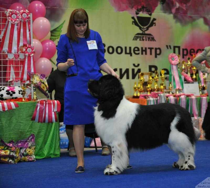 Фото: ньюфаундленд Гордон Инг'л Перикльз фром Рашн Беар