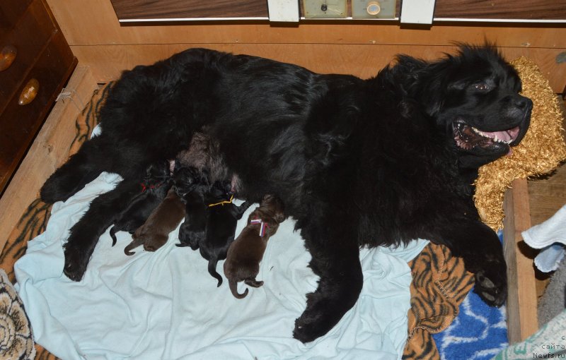 Фото: щенки, ньюфаундленд Сент Джонс Юстиния Юлия (Sent Djons Yustiniya Yuliya)