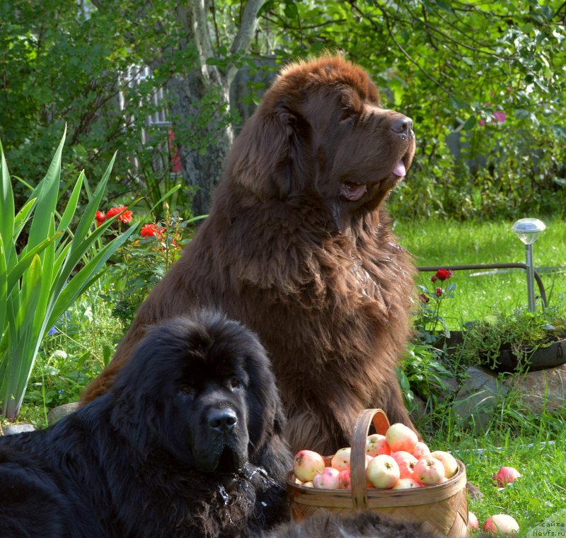 Фото: ньюфаундленд I Follow The Sun de L'Etoile de Cyrice, ньюфаундленд Сент Джонс Юстиния Юлия (Sent Djons Yustiniya Yuliya)