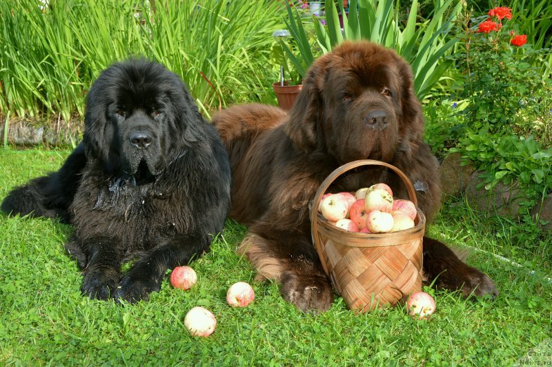 Фото: ньюфаундленд I Follow The Sun de L'Etoile de Cyrice, ньюфаундленд Сент Джонс Юстиния Юлия (Sent Djons Yustiniya Yuliya)
