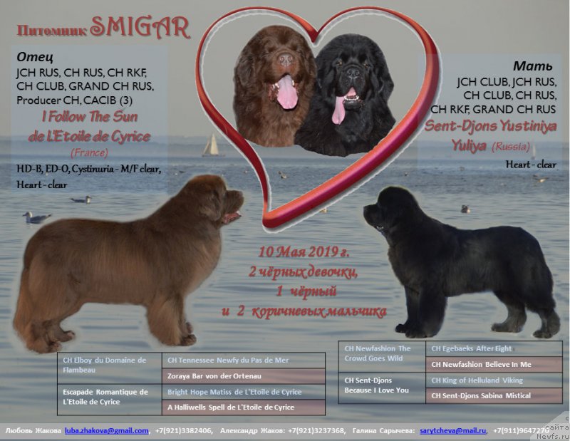 Фото: ньюфаундленд I Follow The Sun de L'Etoile de Cyrice, ньюфаундленд Сент Джонс Юстиния Юлия (Sent Djons Yustiniya Yuliya)