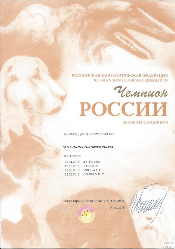 Фото: ньюфаундленд Сент Джонс Юстиния Юлия (Sent Djons Yustiniya Yuliya)