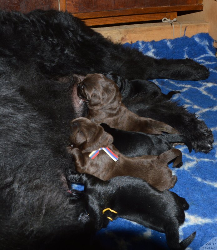 Фото: ньюфаундленд I Follow The Sun de L'Etoile de Cyrice, ньюфаундленд Сент Джонс Юстиния Юлия (Sent Djons Yustiniya Yuliya)